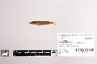 Esox lucius image