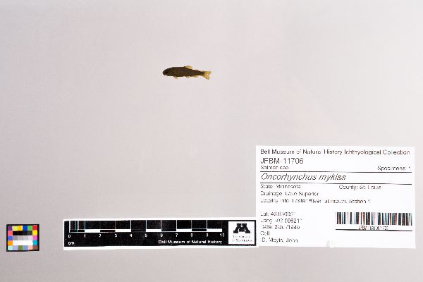 Oncorhynchus image