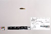 Oncorhynchus mykiss image
