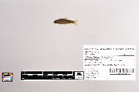 Oncorhynchus mykiss image
