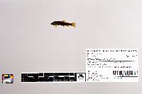 Oncorhynchus mykiss image