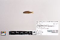 Oncorhynchus mykiss image