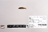 Oncorhynchus mykiss image