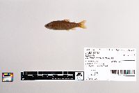 Oncorhynchus mykiss image