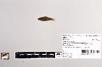 Salmo trutta image