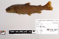 Salmo trutta image