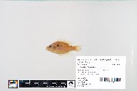 Lepomis humilis image