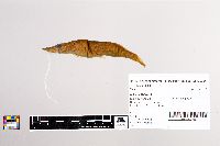 Esox lucius image