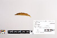 Esox lucius image