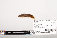 Noturus gyrinus image