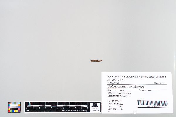 Catostomus image