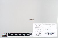 Image of Catostomus catostomus