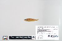 Perca flavescens image
