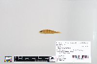 Perca flavescens image