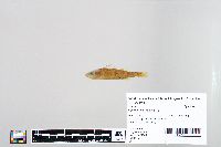 Perca flavescens image