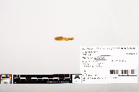 Noturus gyrinus image