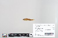 Perca flavescens image