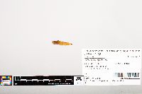 Noturus gyrinus image