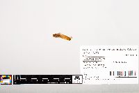 Noturus gyrinus image