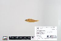 Perca flavescens image