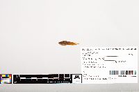 Noturus gyrinus image