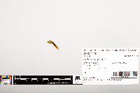 Noturus gyrinus image