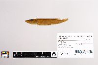 Esox lucius image