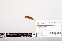 Noturus gyrinus image