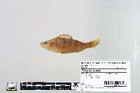 Perca flavescens image