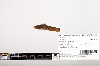 Noturus gyrinus image