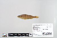 Perca flavescens image