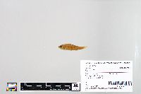 Perca flavescens image