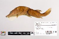 Esox lucius image