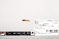 Noturus gyrinus image