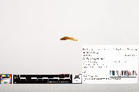 Noturus gyrinus image