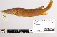 Esox lucius image