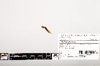 Noturus gyrinus image