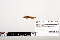 Noturus gyrinus image