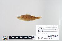 Perca flavescens image