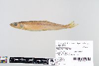 Osmerus mordax image