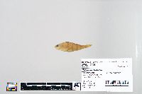 Perca flavescens image