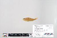 Perca flavescens image