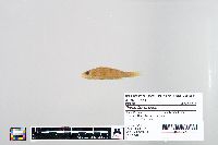 Perca flavescens image