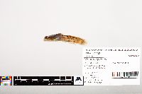 Noturus gyrinus image