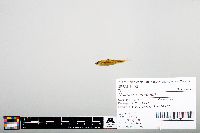 Notropis heterodon image