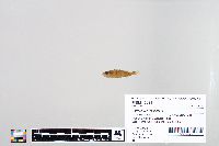 Perca flavescens image