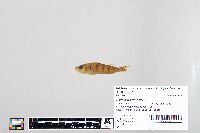 Perca flavescens image