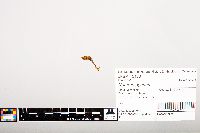 Noturus gyrinus image