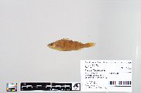 Perca flavescens image