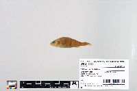 Perca flavescens image